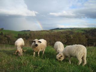 Grange rénovée avec jardin en Auvergne, animaux admis - FR-1-496-119 - 8