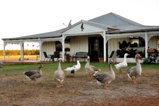 DONN4254S2 - Wilga Farm Stay - Shearer's Shack Camping - double - Boyup Brook - 7