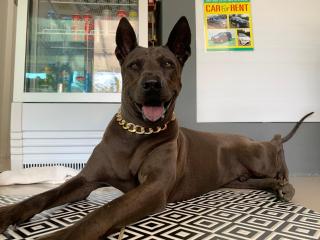 Phangan Hometown Resort - Adults Only - 1