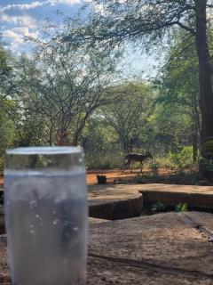 Stella Bush Lodge - Hoedspruit - 5