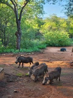 Stella Bush Lodge - Hoedspruit - 9