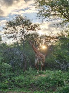 Stella Bush Lodge - Hoedspruit - 7