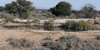 Zandfontein Bush Camp and Game Farm - Platdrift - 2