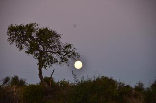 Zandfontein Bush Camp and Game Farm - Platdrift - 1