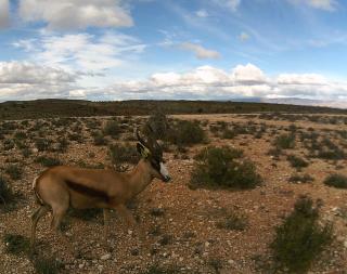 Zandfontein Bush Camp and Game Farm - 4