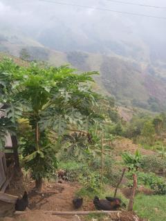 Finca La Gabriela - Heliconia - 3