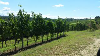 Cascina Rollone - Rocchetta Tanaro - 5