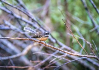 Mākoha PurePod - Kerikeri - 5