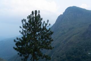 Natur's Grove - Ella - 4