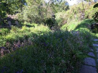 Homer Old Spot - Marytavy - 5