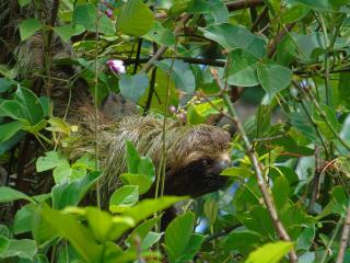 La Uvita Perdida - 1