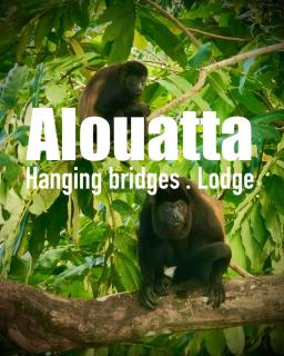 Alouatta Lodge and Canopy - Cahuita - 0