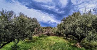 Your Spot West Peloponnese Shared Countryhouse - Zacharo - 8