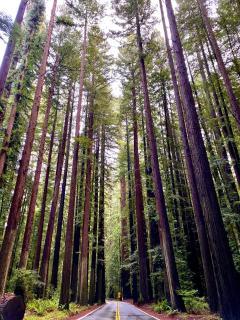 Avenue of the Giants River View Home (#1) - - 1
