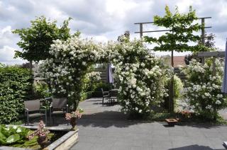 B&B De Edelsteen - Zutendaal - 3