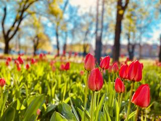 Schöne Aussichten mitten in Berlin - il sole - Berlin - 6