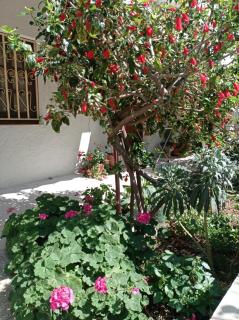 Tasos Seagull apartments - Chania - 4