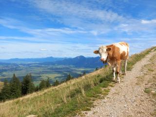 Ammergauer Vier Jahreszeiten - 7