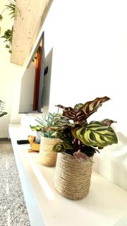 Roses' Home - Conegliano - 4