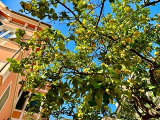 Il giardino degli ulivi - 4