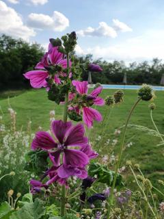Château Neuf Le Désert - 3