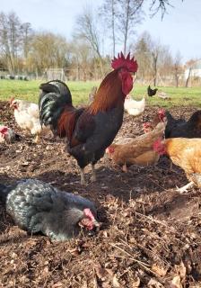 Ferienwohnungen zum Dubener Kuckuck - Luckau - 1