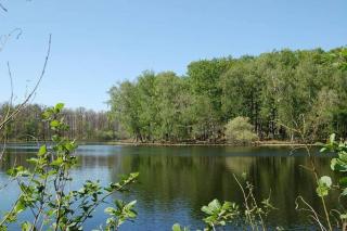 Aux abords de la forêt - Fougeré - 0