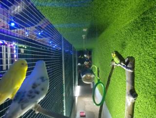 Green nest home stays - Meenangadi - 1