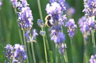 Le Ponton des Sympetrums - 1