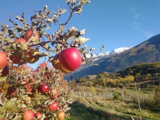 Le Petit Coq - Ampio e luminoso appartamento con vista - 5