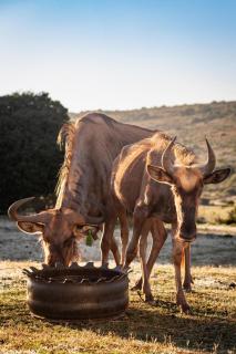 Baardbos Private Game Reserve - Stilbaai - 8