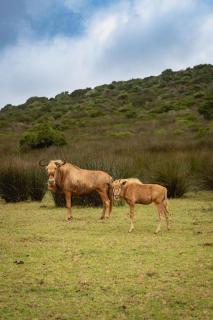 Baardbos Private Game Reserve - Stilbaai - 6