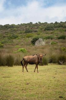 Baardbos Private Game Reserve - Stilbaai - 7