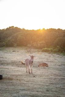 Baardbos Private Game Reserve - Stilbaai - 2