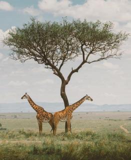 Luluka Guest House - 7