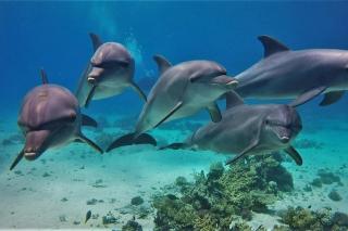 Hurghada Tours - Hurghada - 8