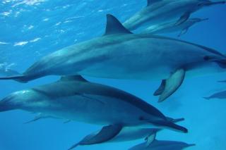 Hurghada Tours - Hurghada - 3