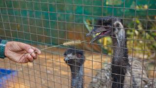 Theeram Agro Farm Hill Resort Vagamon - Vagamon - 3