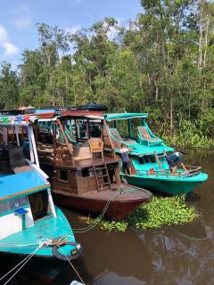 Orangutan Houseboat Park Tanjung Puting - Pangkalan Bun - 9