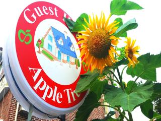Appletree Guesthouse - Seul - 4