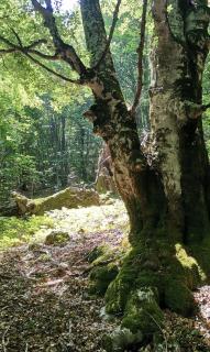 Etno Selo Ja. - Nikšić - 5