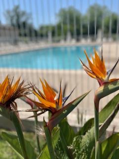 Studio 14 - LES SUITES DE ROBINSON - Résidence avec piscine en bord de Siagne, à Mandelieu-La-Napoule - Mandelieu La Napoule - 1