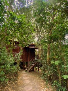 Ficus Wonders Bus - 8