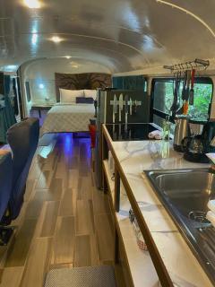 Ficus Wonders Bus - 4