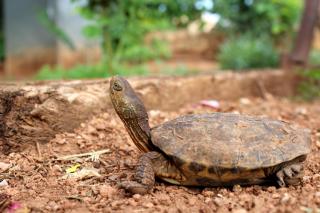 Casas de Madera Los Molinos - 1