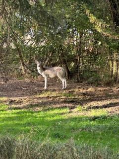 Gîte la corne aux vaches - 5
