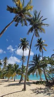 L'escale Tropicale - Sainte-Anne - 2