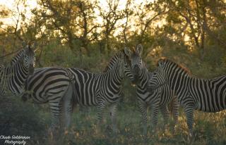 Mohlabetsi Self Catering Bush Lodge - Balule Game Reserve - 4