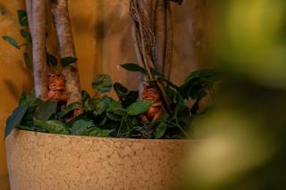 Stay at Hogwarts Harry Potter's Home, Free Parking, Pets Allowed - Kissimmee - 3