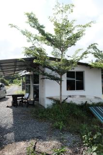 Qimmy Riverside Guesthouse - Kuala Terengganu - 1